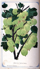 â€œNew American Gooseberry.â€ Plate in D.M. Dewey, Illustrated Catalogue of Fruit and Ornamental Trees