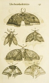 Moths and butterflies
