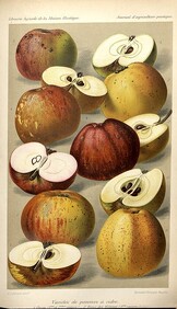 VariÃ©tÃ©s de pommes Ã  cidre