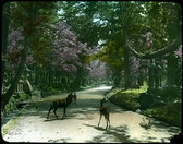 Three deer standing on road in (cemetery) garden; large flowering cherry trees, evergreens and stone monuments.
