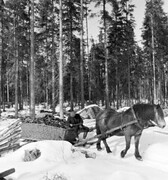 Transport of charcoal, Moraskog (Mora forest), Dalarna, Sweden