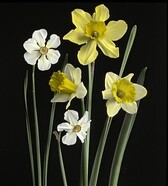 Narcissi of several kinds: Daffodils, Poetâ€™s Nar