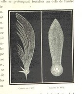 British Library digitised image from page 305 of "L'Espace cÃ©leste et la nature tropicale, description physique de l'univers ... prÃ©face de M. Babinet, dessins de Yan' Dargent"