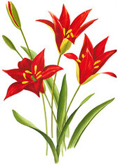 Tulipa Sprengeri
