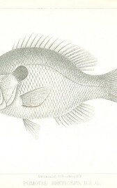 British Library digitised image from page 419 of "Exploration of the Red River of Louisiana, in ... 1852: by R. B. Marcy ... assisted by G. B. McClellan ... With reports on the natural history of the country, and ... illustrations"
