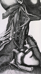 Anatomy of the neck