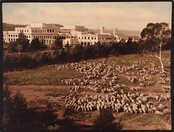 [Sheep near Parliament House, 1940's]