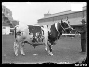 Champion Ayrshire Bull 'Problem of the Valley', Royal Sydney Easter Show