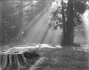 "And Phoebus' Tresses Stream Athwart the Glade", Stanley Park, Vancouver, B.C.