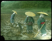 Women preparing rice field in mud.