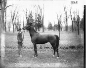 Morris Weatherby with horse 1904