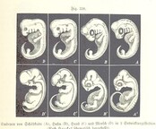 British Library digitised image from page 877 of "Unser Wissen von der Erde. Allgemeine Erdkunde und LÃ¤nderkunde, herausgegeben unter fachmÃ¤nnischer Mitwirkung von A. Kirchhoff"