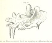 British Library digitised image from page 701 of "Unser Wissen von der Erde. Allgemeine Erdkunde und LÃ¤nderkunde, herausgegeben unter fachmÃ¤nnischer Mitwirkung von A. Kirchhoff"