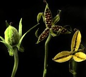 How Violets scatter their seeds: capsule open: [capsule] empty
