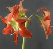 Amaryllis