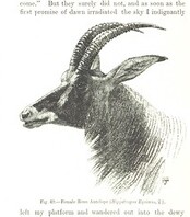 British Library digitised image from page 272 of "The Kilima-njaro Expedition. A record of scientific exploration in Eastern Equatorial Africa ... With ... maps and ... illustrations by the author"