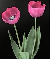 Darwin Tulip