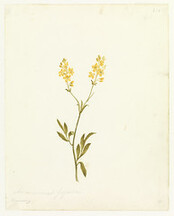 Two yellow flowers by W. Buelow Gould