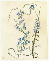 Comesperma volubilis B (Brown) (Blue love creeper) by W. Buelow Gould