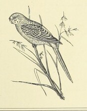 British Library digitised image from page 187 of "Woodland Romances; or, Fables and Fancies"