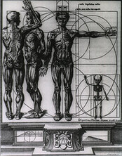 Myologic plate of CrisoÌstomo MartiÌnez