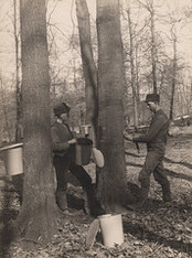 Making sugar, 1907