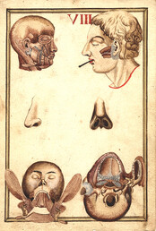 Views of human head, including muscles, nose, ear, and jaw