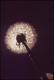 Colorado--Uncompahgre National Forest, 05/1972.