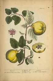 Quinces =: Cydonea, or Mala cotonea majora