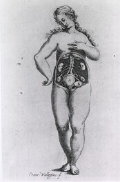 Urogenital system