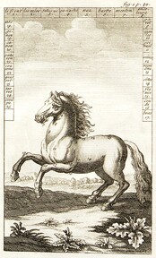 DiffÃ©rentes parties d'un cheval