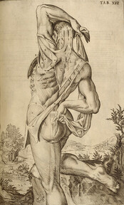 Standing flayed cadaver, rear view]