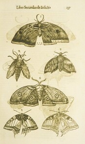 Moths and butterflies