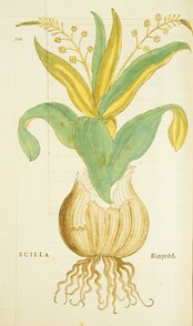 Scilla =: Meerzwibel