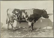 I.K Inha: Finnish Agriculture D2000_48_254
