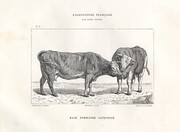 Vaches de race normande Cotentine
