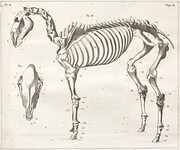 Squelette du cheval