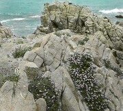 Erigonum fasciculatum on rocks at Monterey, California