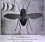 Messenger of death: [Tsetse fly]