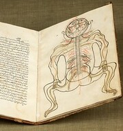Anatomy of the human body