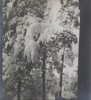 Left stereoscopic print of snowcovered pines in Ruovesi, Finland