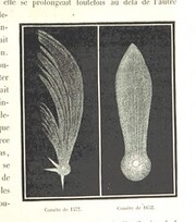 British Library digitised image from page 305 of "L'Espace cÃ©leste et la nature tropicale, description physique de l'univers ... prÃ©face de M. Babinet, dessins de Yan' Dargent"