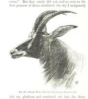 British Library digitised image from page 272 of "The Kilima-njaro Expedition. A record of scientific exploration in Eastern Equatorial Africa ... With ... maps and ... illustrations by the author"