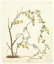 Birches River (Trailing guinea flower) by W. Buelow Gould