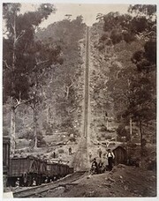 Joadja, c.1885,  photographed by August Tronier