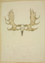 [Sketch of moose or cariboo skull and antlers]