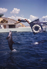 Dolphin performing at the Aquatarium in St. Petersburg Beach, Florida