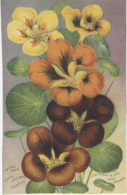 D. M. Ferry & Co.