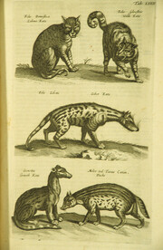 Cats