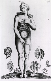 Obstetrics: Anatomy of female figure surrounded by vignettes of the uterus in cross-section
